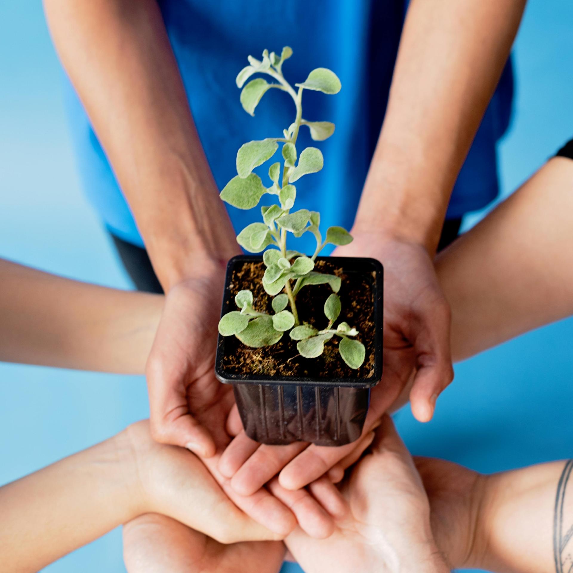 4 pairs of hands in a circle holding a plant